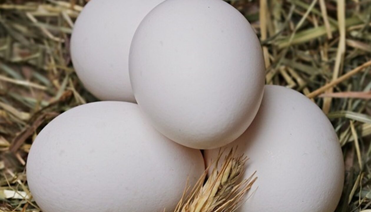 Антимонопольний комітет застеріг виробників яєць від підвищення цін