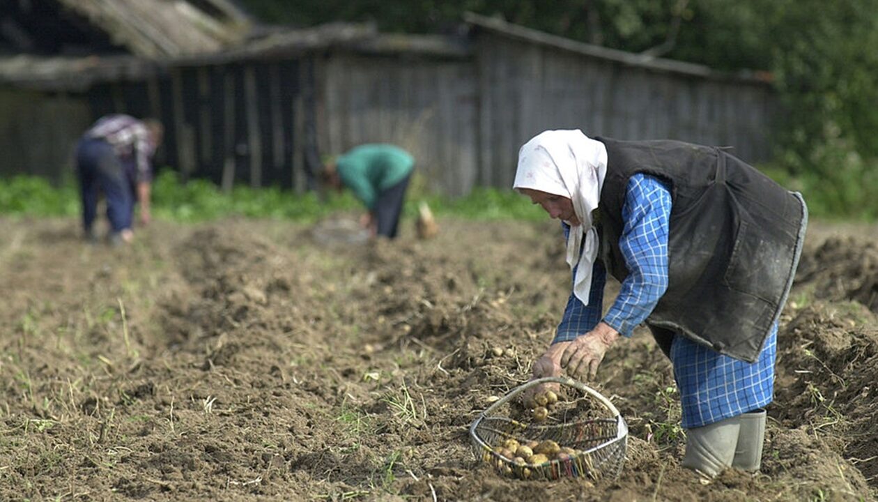 Лукашенко допрацювався до картопляної кризи у Білорусі - ЗМІ