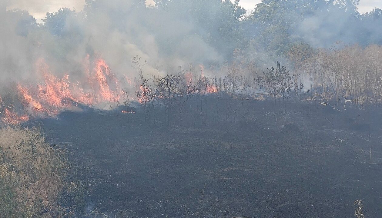 На Одещині спалахнув сухостій на площі 18 000 кв м