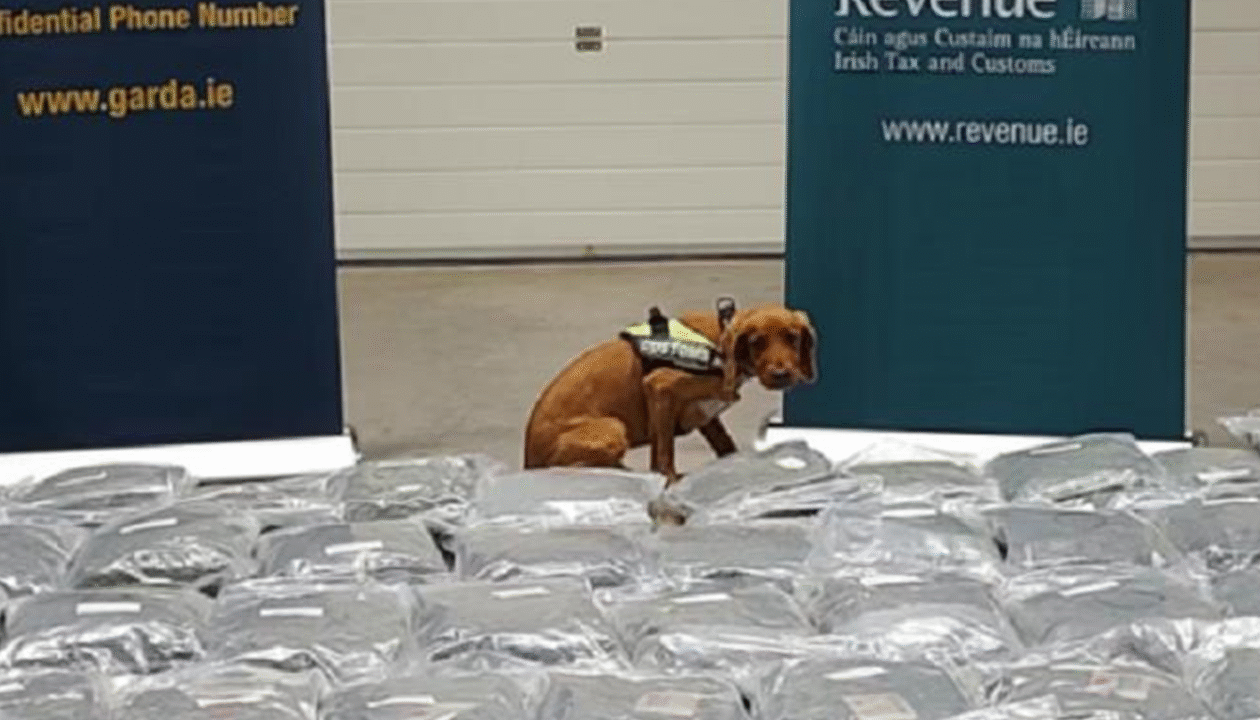 В Ірландії у вантажівці знайшли канабіс вартістю понад 2,1 млн євро