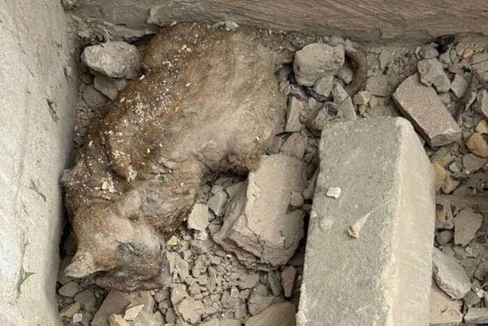 Під завалами будинку у Києві знайдено кота, який провів там декілька днів  (фото)