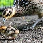 У столичному зоопарку родина королівських фазанів поповнилася пташенятами (фото)