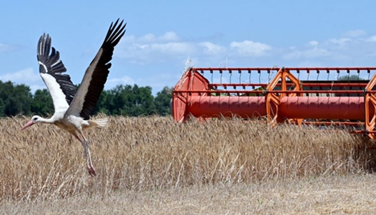 В Україні зібрали майже 30 млн тонн зерна нового врожаю