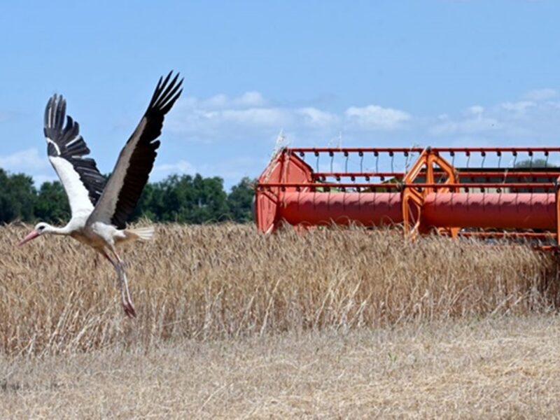 В Україні зібрали майже 30 млн тонн зерна нового врожаю