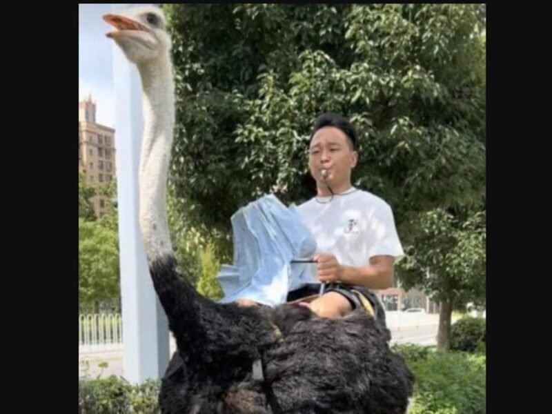 У Китаї чоловік понад 10 років їздить на страусі замість авто