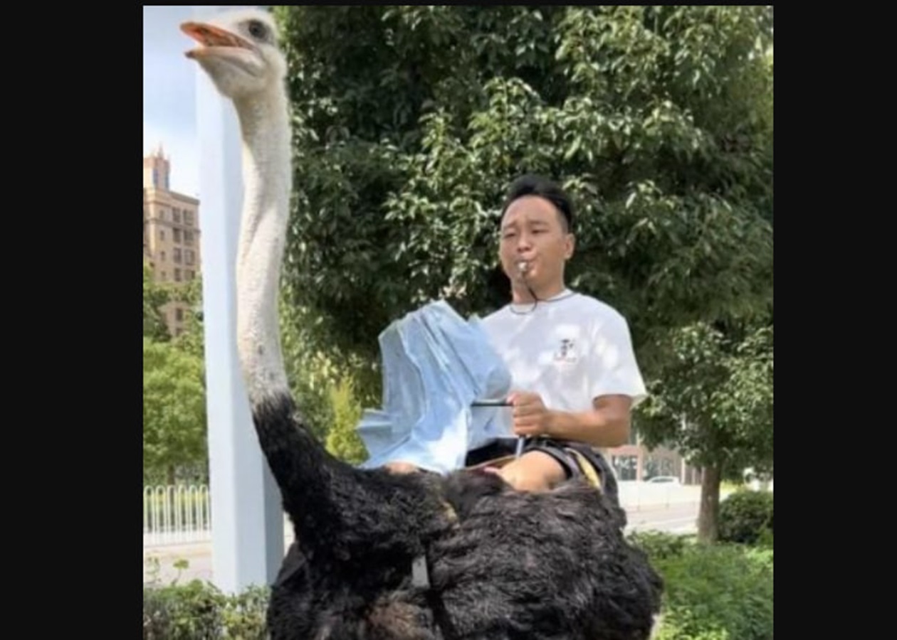 У Китаї чоловік понад 10 років їздить на страусі замість авто