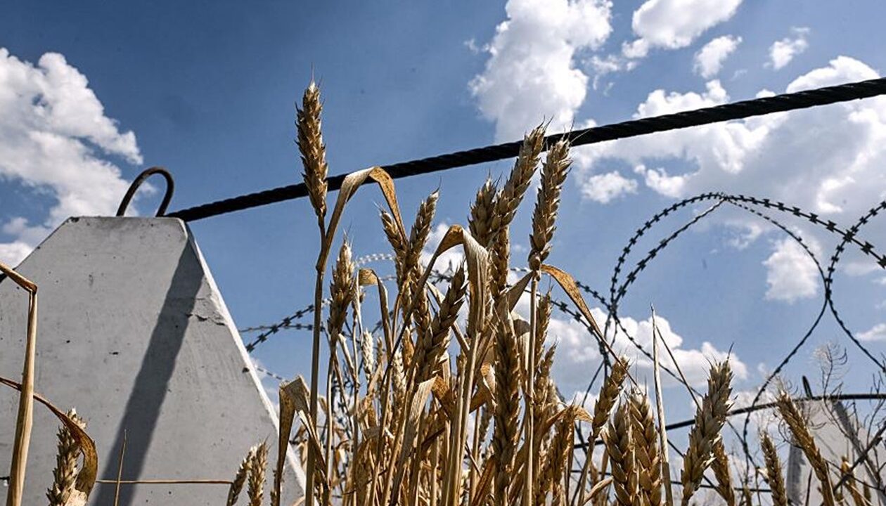 Аграрії завершили збір пшениці в Україні