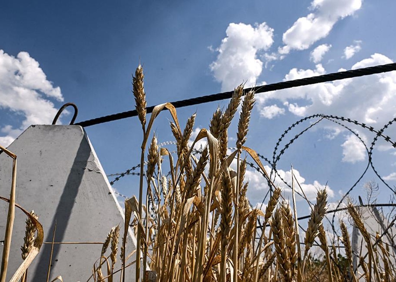 Аграрії завершили збір пшениці в Україні