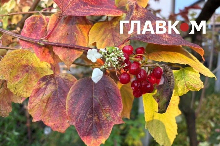 На Київщині у жовтні зацвіла калина (фото)