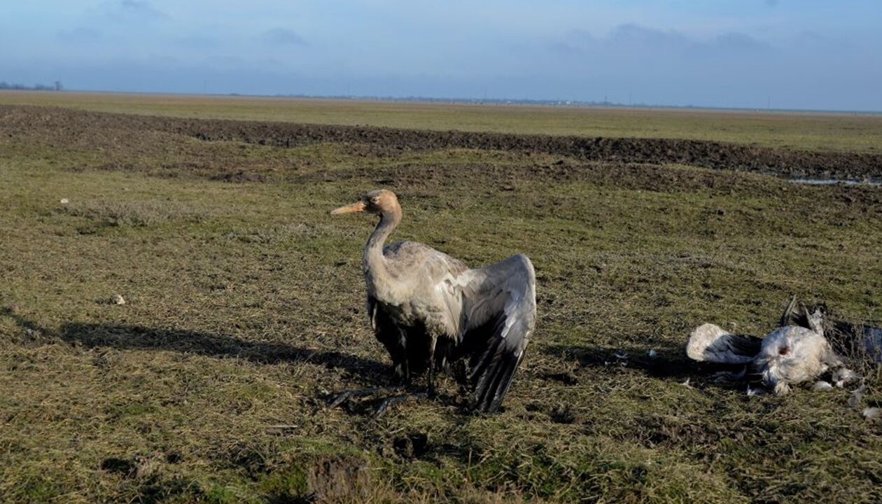 Росіяни практично знищили Кінбурнську косу та Асканію-Нову - ВМС