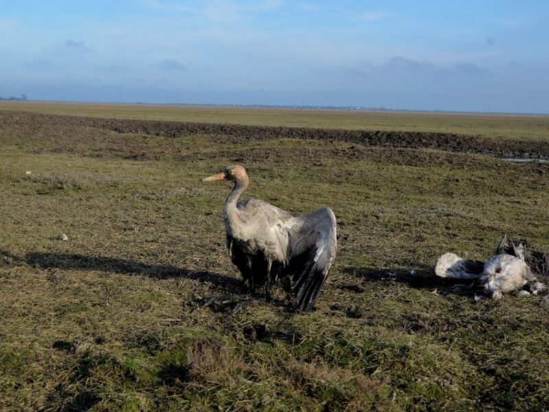 Росіяни практично знищили Кінбурнську косу та Асканію-Нову - ВМС