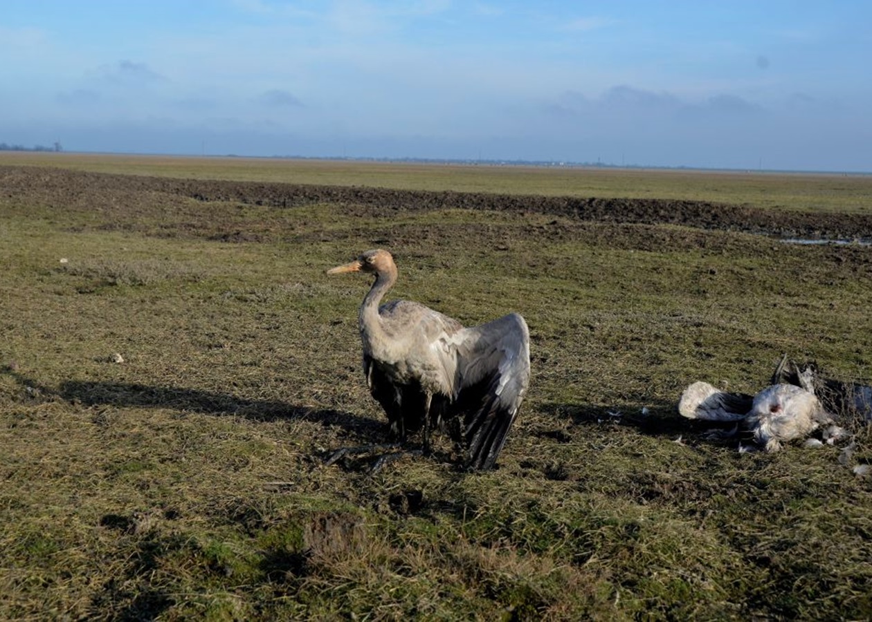 Росіяни практично знищили Кінбурнську косу та Асканію-Нову - ВМС
