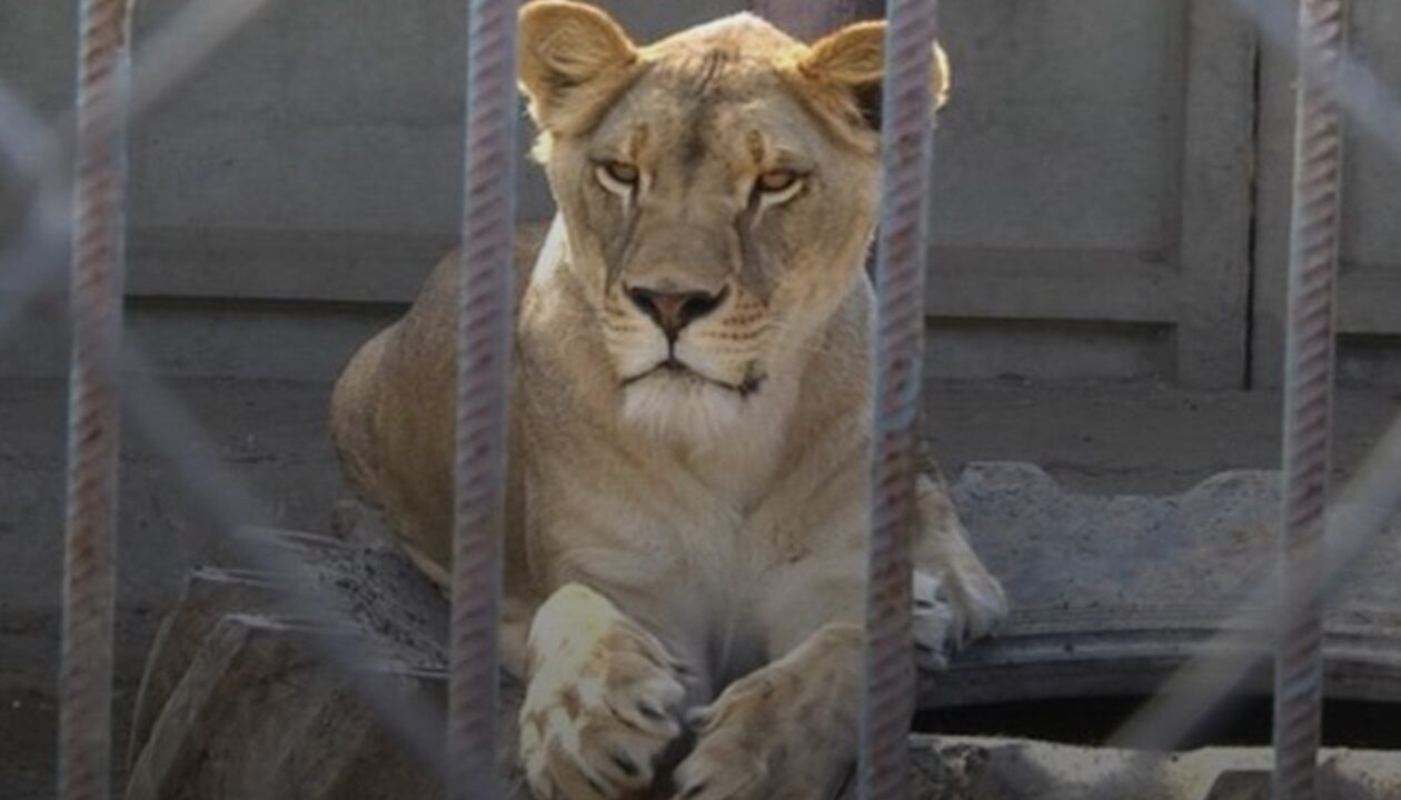 У Хмельницькому розшукали двох левиць, які втекли з реабцентру