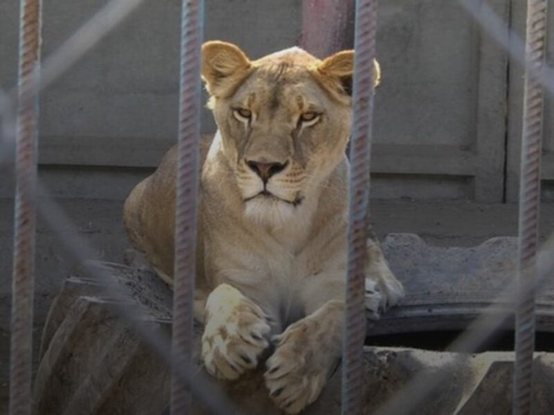 У Хмельницькому розшукали двох левиць, які втекли з реабцентру