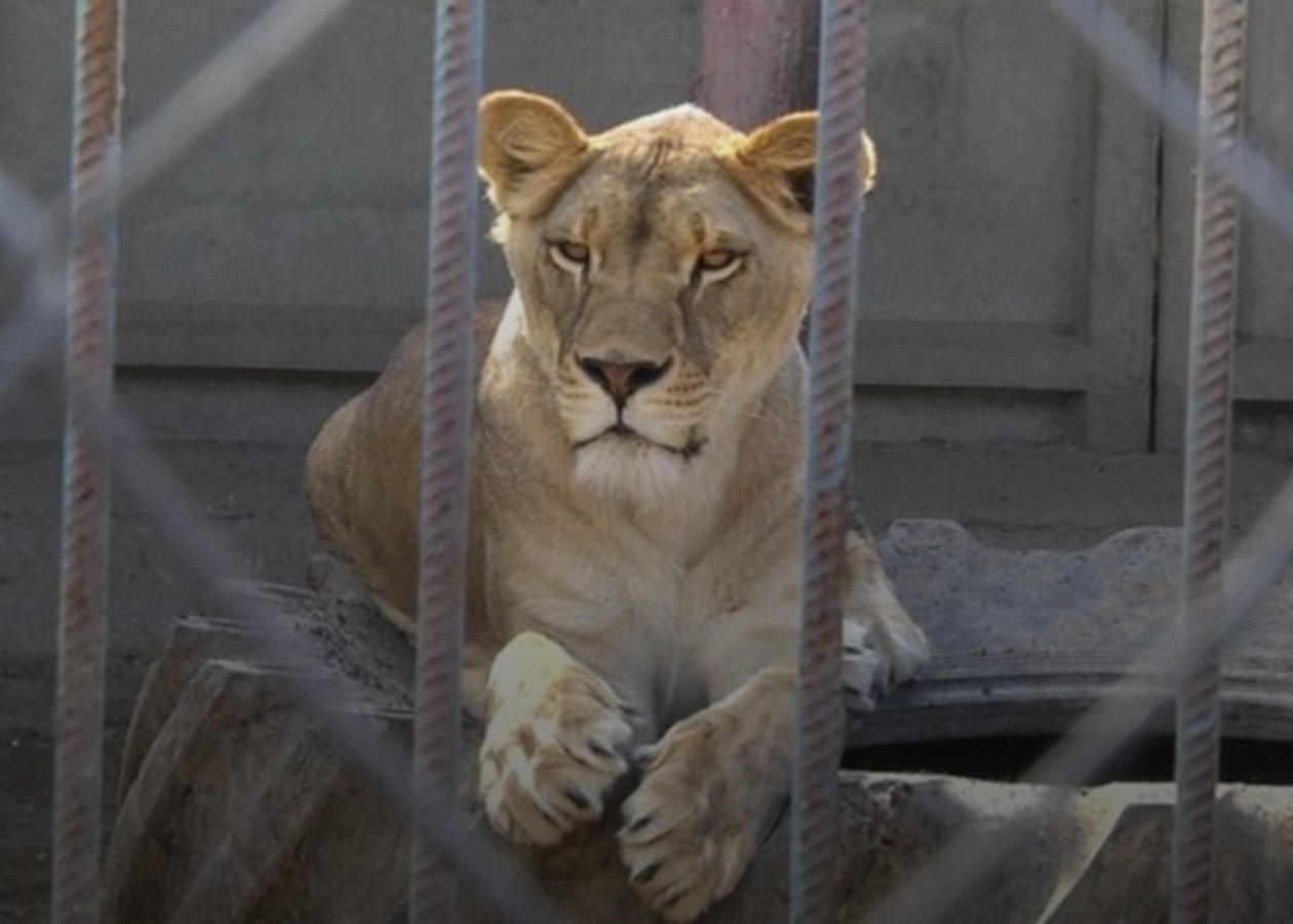 У Хмельницькому розшукали двох левиць, які втекли з реабцентру