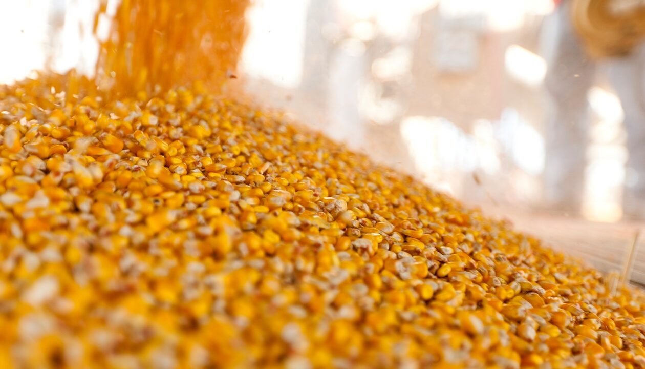 Україна завершує жнива: результати за 2025 рік та прогнози на 2026-й