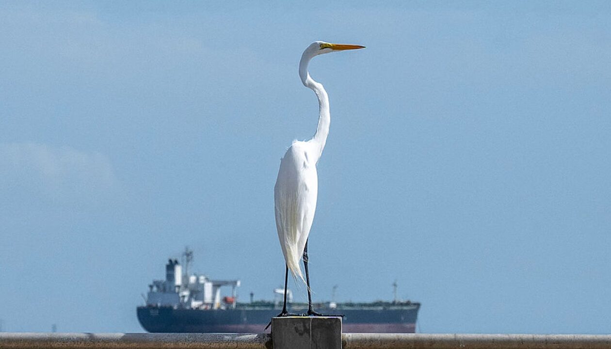 Індія закупила два мільйони барелів венесуельської нафти - ЗМІ