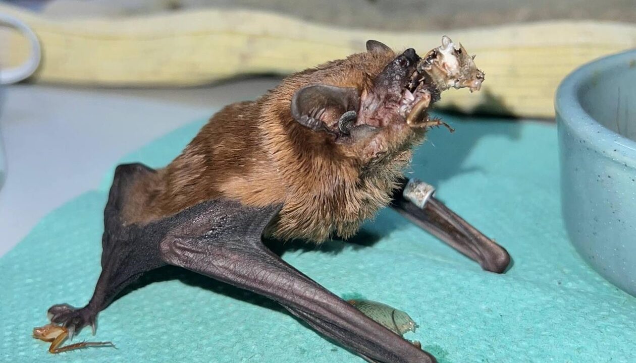 У Харкові на балконі врятували понад 900 кажанів