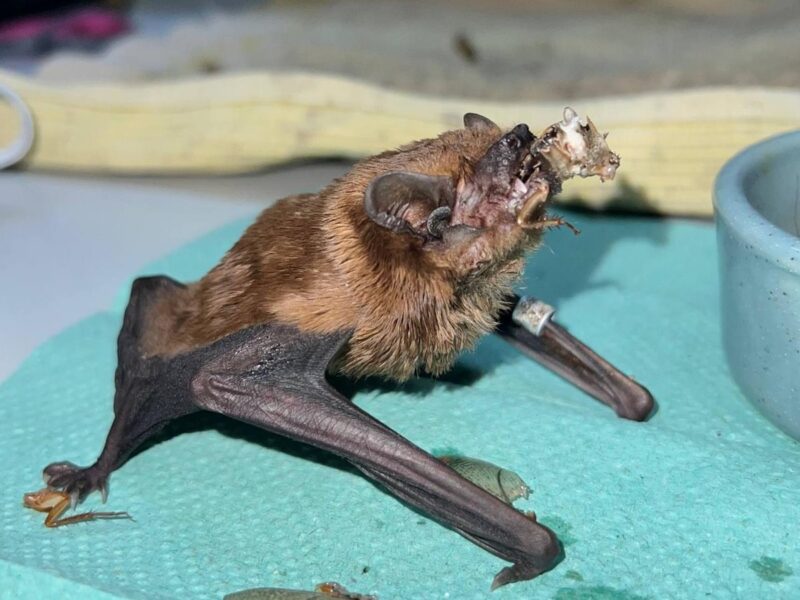 У Харкові на балконі врятували понад 900 кажанів