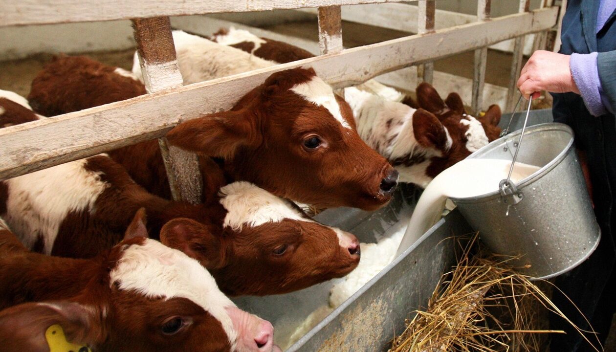 Фермери РФ втратили 1,5 млрд рублів через масове знищення худоби