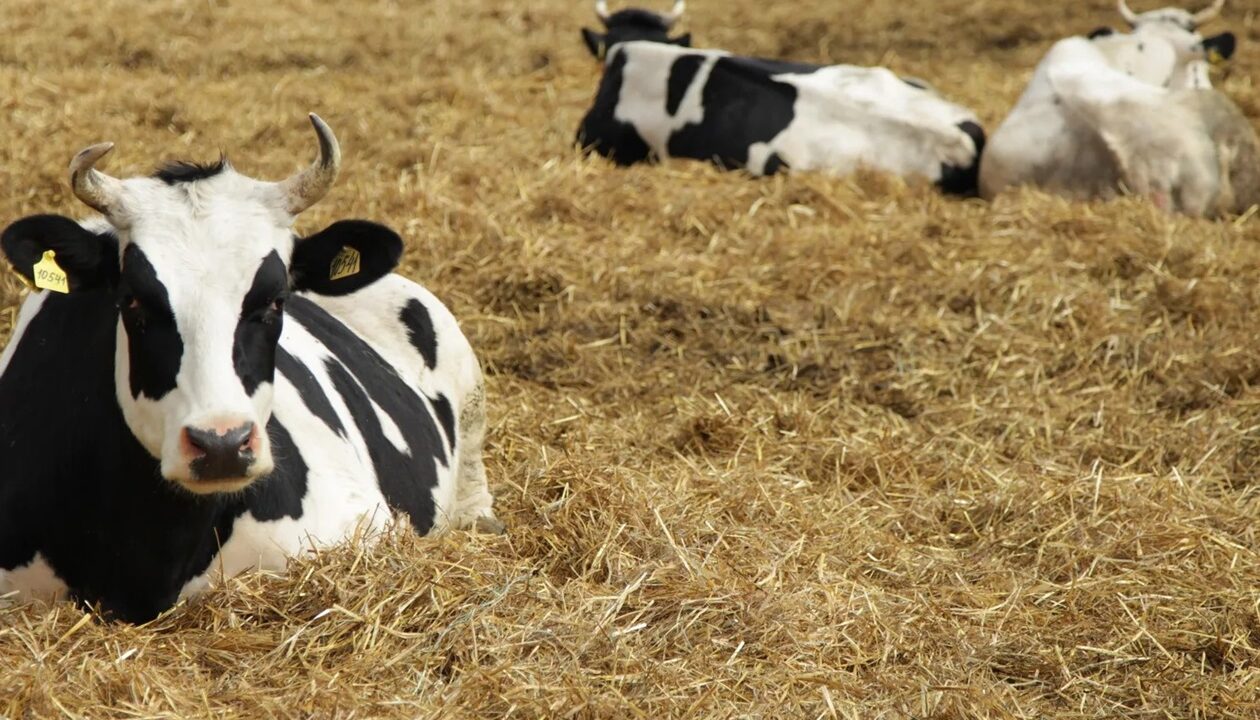 Росія приховує спалахи небезпечних хвороб тварин - розвідка