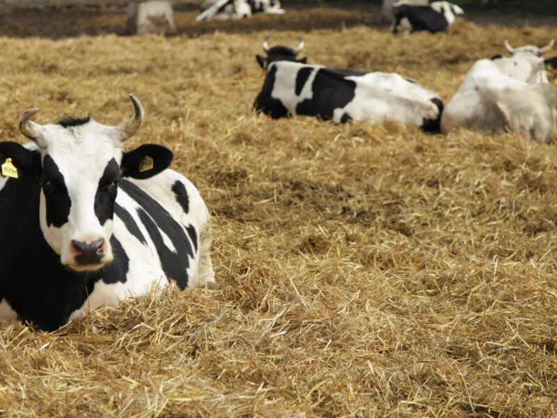 Росія приховує спалахи небезпечних хвороб тварин - розвідка