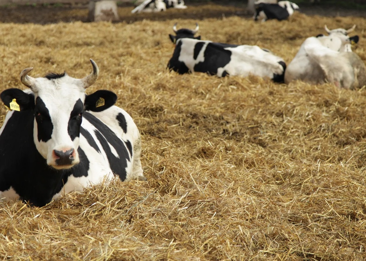 Росія приховує спалахи небезпечних хвороб тварин - розвідка