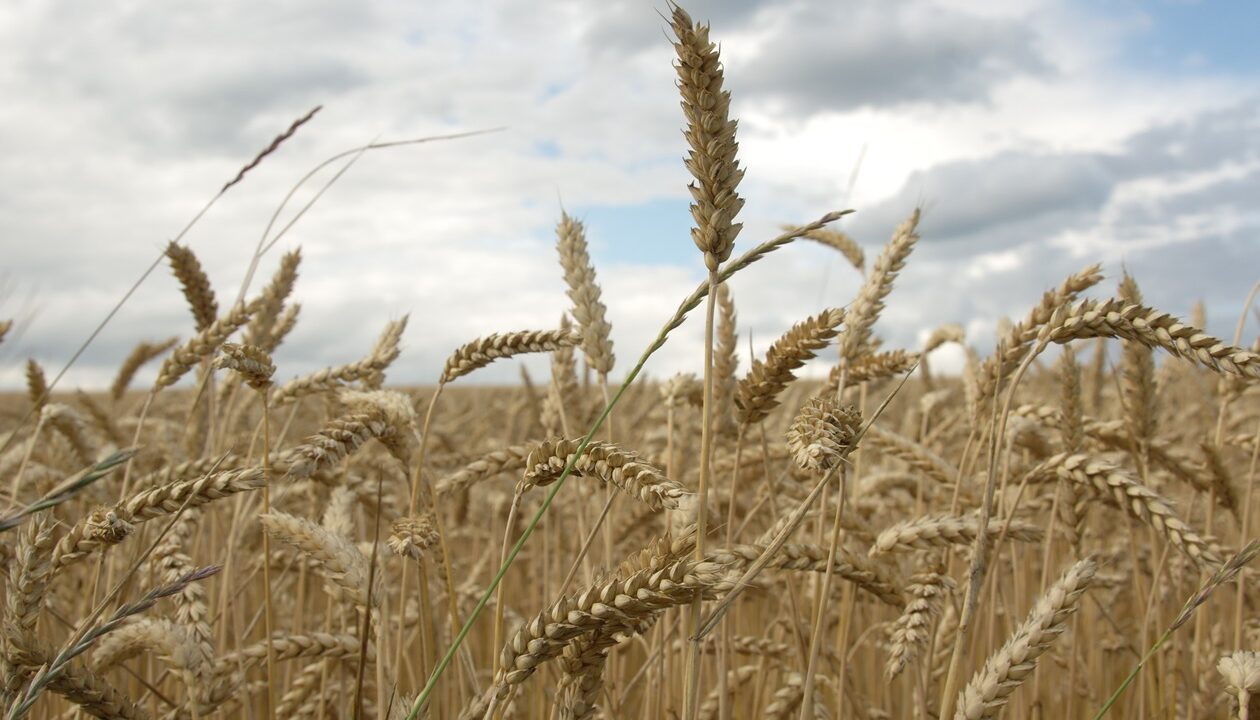 Україна використала лише половину експортного потенціалу пшениці