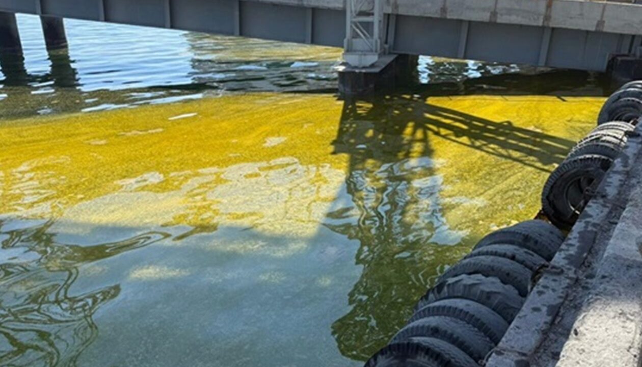 У Тузлівських лиманах площа забруднення олією зросла вдвічі